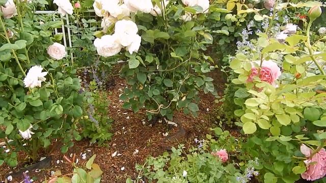 Пик цветения роз.Прогулка по саду.Рассказываю о розах Д.Остина. смотреть онлайн