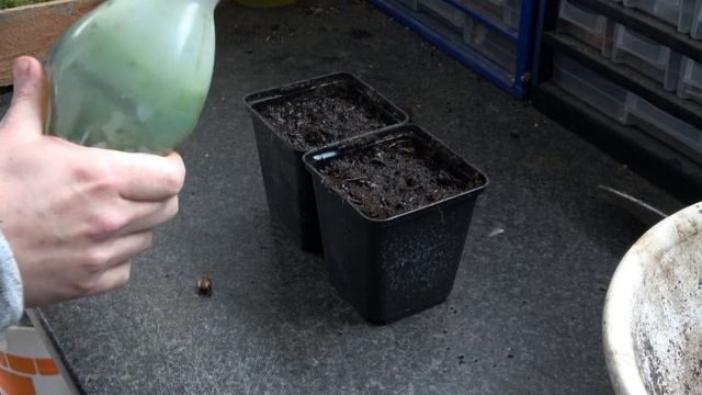 Ricinus communis, propagation by seed смотреть онлайн