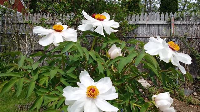 Imperial Tree Peony with a Crazy Bee смотреть онлайн