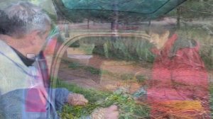 Собираем урожай дикой ивы для лозоплетения