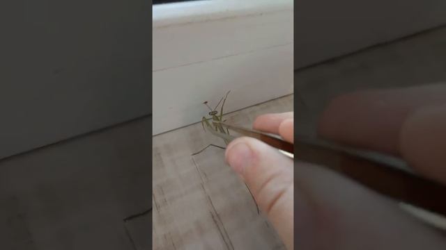 Осматривание зелёного богомола смотреть онлайн