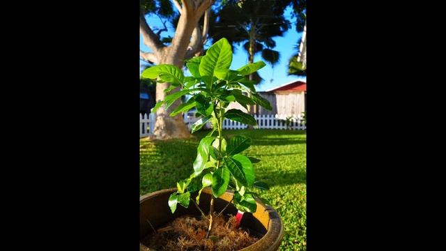 Гардения: 50 подсказок по уходу и посадке смотреть онлайн