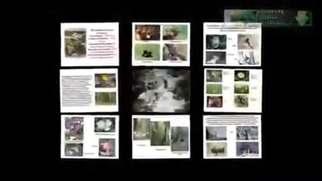 Презентация на тему Редкие и изчезающие виды растений и животных Краснодарского края смотреть онлайн