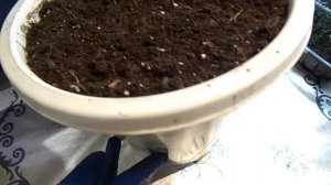 БАКОПА АМПЕЛЬНАЯ.РАЗВИТИЕ.ПЕРЕСАДКА.ОБЪЁМ.