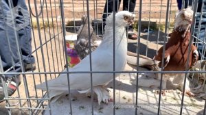 Птичий рынок г. Ташкент - ГОЛУБИ (15.05.2021) / Uzbek Pigeons