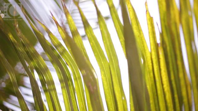 Palm – clip#15004 - stock.creativepictures.cz смотреть онлайн