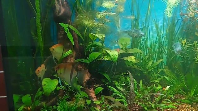 Аквариум на 350 литров без удобрений. смотреть онлайн