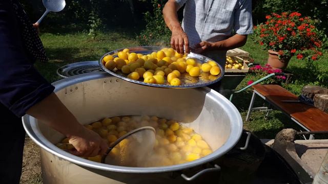 Harvesting A Lot Of Apricots For Drying, Relaxing Video