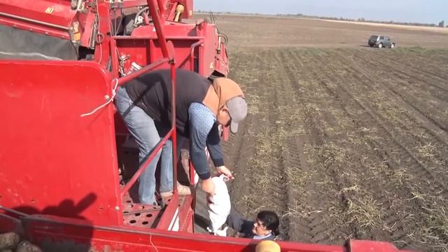 Уборка продовольственного картофеля в Ростовской области.mp4 смотреть онлайн