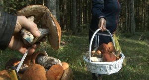 За грибами с Иришкой