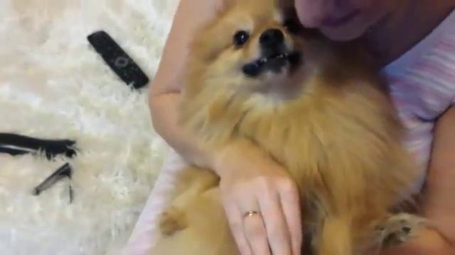 Клёпе стригут коготочки, Алекс заступается. Шпиц Клёпа смотреть онлайн