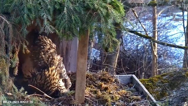 Sneaking a Peek at The Egg ? 03/23/23 07:16 смотреть онлайн