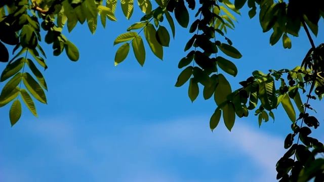 МОЦАРТ КЛАССИЧЕСКАЯ МУЗЫКА ДЛЯ РАБОТЫ МОЗГА смотреть онлайн