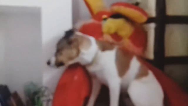 Джек рассел нашёл себе местечко смотреть онлайн