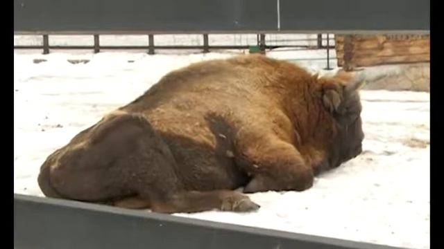 Животные-сони смотреть онлайн