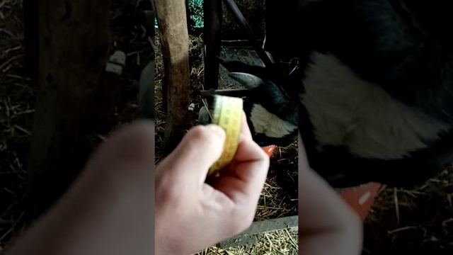 Замер бычка мерной лентой. смотреть онлайн