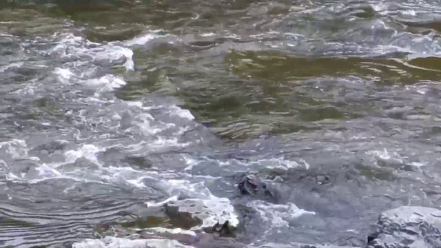 Трип в Каштакский бор смотреть онлайн