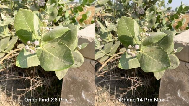 Oppo Find X6 Pro vs iPhone 14 Pro Max Camera Test смотреть онлайн