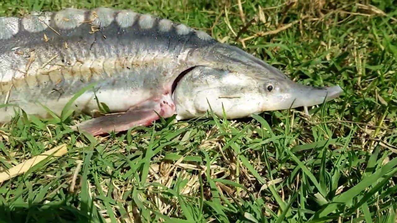 Рыбалка в Дагестане Необычный УловОсетр смотреть онлайн