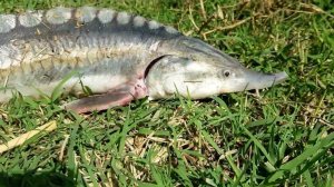 Рыбалка в Дагестане Необычный УловОсетр