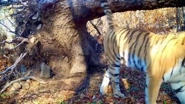 ??В Приморье полосатый хозяин леса показал свой серьезный взгляд смотреть онлайн