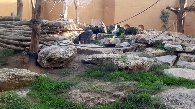 Сафари в Израиле(2) смотреть онлайн