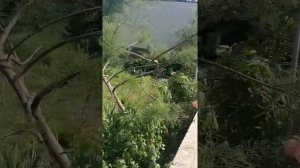 Формировка Ниваки из Тамарикса.