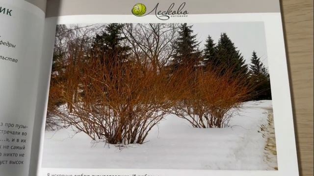 Пузыреплодник - в ТОП растений для сада малого ухода 2023. Каталог пузыреплодников Лесково смотреть онлайн