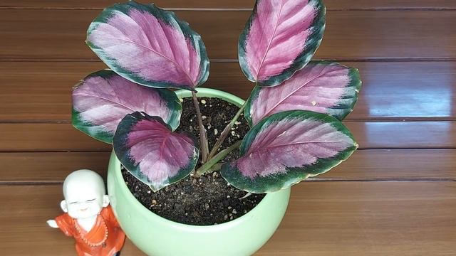 Calathea Crimson / Calathea Rosy Care