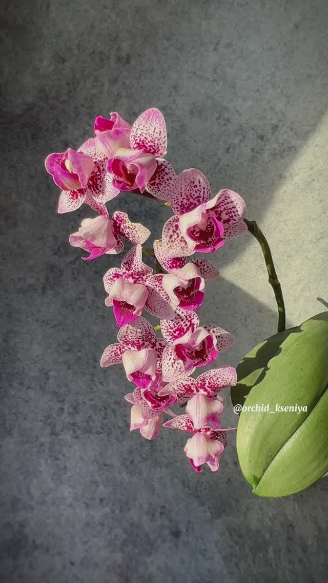 Phal. Formosa Cranberry peloric ? Домашнее цветение миниатюрной орхидеи Формоза Крэнберри пелор?? смотреть онлайн