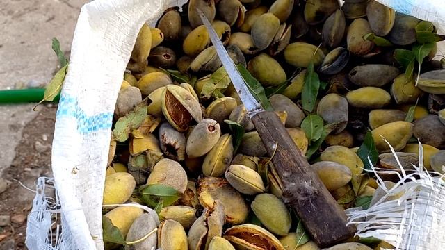 Как почистить миндаль от плюски?И это легко. смотреть онлайн