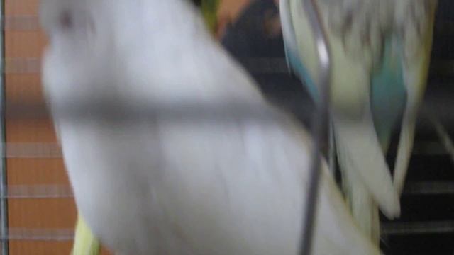 Чех. Выставочный волнистый птенец. Альбинос. смотреть онлайн