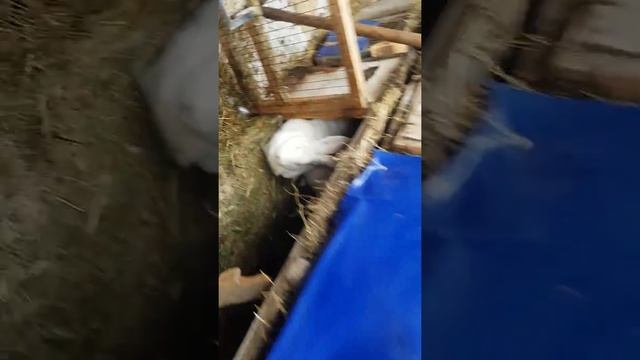 Голд Ризены и остальные кролики. смотреть онлайн