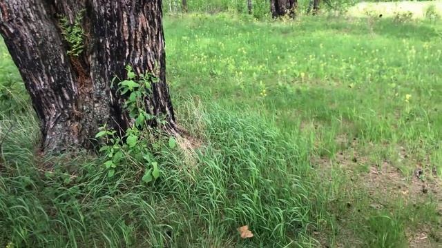 Крутое блюдо в казане, которое ещё никто не пробовал/ Покупаю колёса на Уаз за 500р/ Влог смотреть онлайн