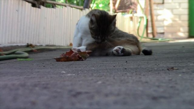 тест камеры Canon LEGRIA HF R205