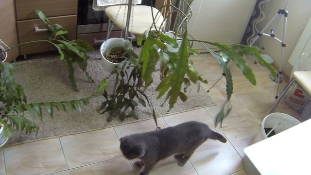 Цветы на балконе. Эпифиллумы. Будни цветовода. смотреть онлайн