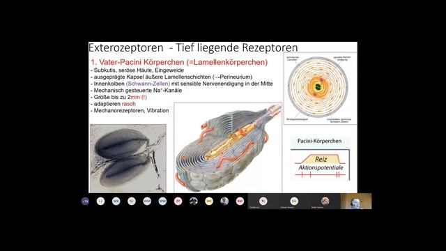 3. Woche: Neurohistologie. Nervendigungen. 2. (Rezeptoren Und Effektoren)