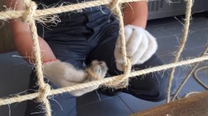 Плетение канатной сетки. Декор. Бар.