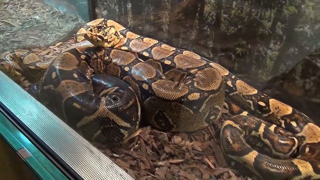 Выставка экзотических животных в Санкт-Петербурге смотреть онлайн