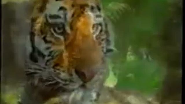 Год тигра смотреть онлайн