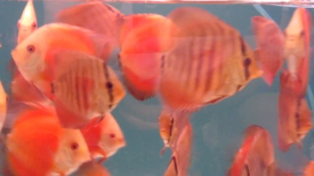 Дискусы Одессы.малыши с геном альбиноса. смотреть онлайн