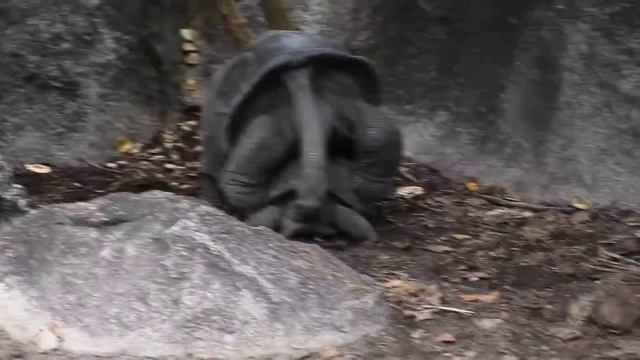 Seychelles, La Digue, Turtle 3 / Сейшеллы, Ла Диг, черепахи 3 смотреть онлайн