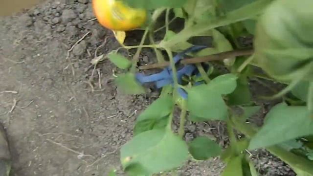 Томат Фероковкай гном. Часть 5. смотреть онлайн