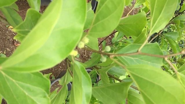 Cudrania Tricuspidata (Che) Çin dutu смотреть онлайн