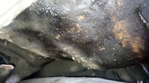 Пушечное сало по прошествии 4 лет. Осталось пушечное сало под подкрылком?