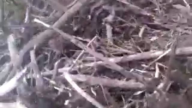 как поймать бобра смотреть онлайн