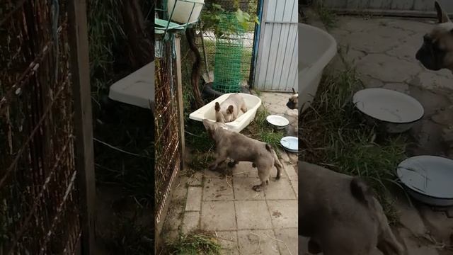 Французские бульдоги. Игры переходящие в драки двух самцов. смотреть онлайн