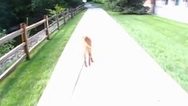 a virtual dog walk (Murphy the Golden Retriever) - Rochester Hills Michigan Public Library смотреть онлайн