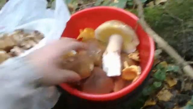Тихая охота в Подмосковье. смотреть онлайн