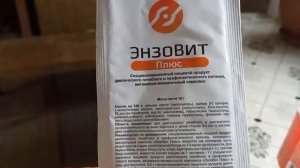 почему? куры лысеют